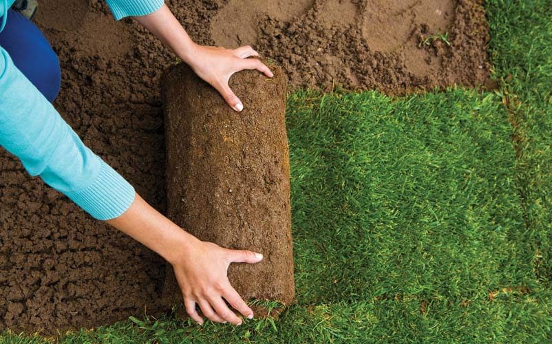 Sod Installation Services
